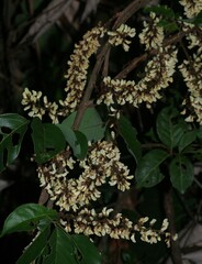 Deguelia scandens