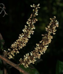 Deguelia scandens