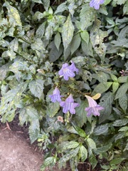 Strobilanthes