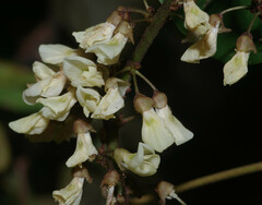 Deguelia scandens