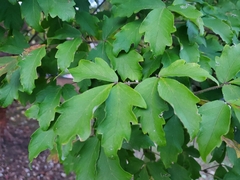 Acer griseum
