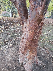 Acer griseum
