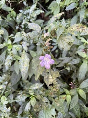 Strobilanthes