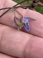 Dianella longifolia longifolia