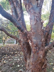 Acer griseum
