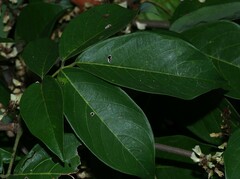Deguelia scandens