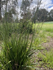 Dianella longifolia longifolia