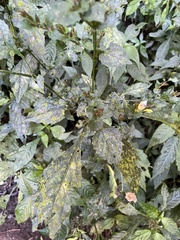 Strobilanthes