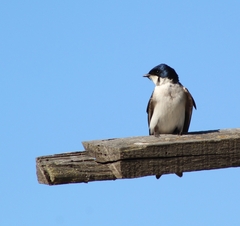 Tachycineta leucopyga