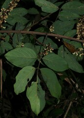 Deguelia scandens