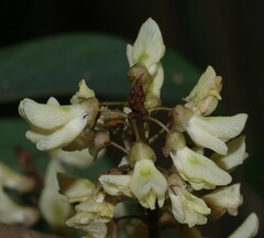 Deguelia scandens