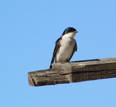 Tachycineta leucopyga