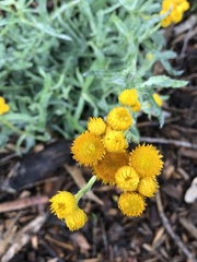 Chrysocephalum semipapposum