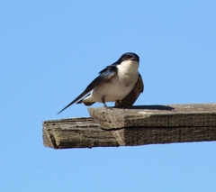 Tachycineta leucopyga