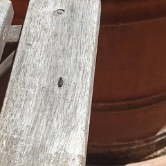 Chilalictus