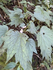 Begonia palmata