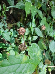 Lecanthus peduncularis