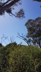 Corvus coronoides coronoides