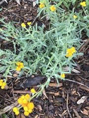 Chrysocephalum semipapposum