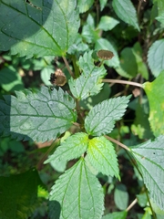 Lecanthus peduncularis