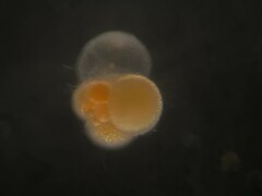 Globigerina