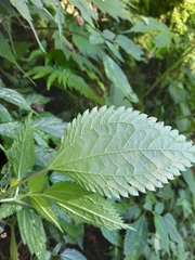 Lecanthus peduncularis