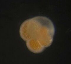 Globigerina