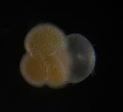 Globigerina