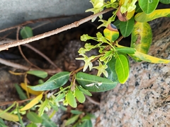 Trachelospermum jasminoides