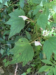 Begonia palmata