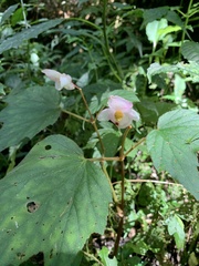 Begonia palmata