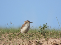 Pseudopodoces humilis