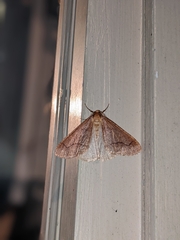 Erannis tiliaria
