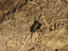 Gryllus