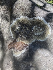 Flavoparmelia caperata