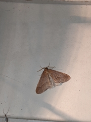 Erannis tiliaria