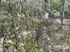 Senecio picridioides