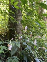 Strobilanthes flexicaulis