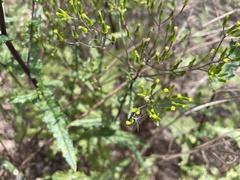 Senecio picridioides