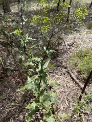 Senecio picridioides