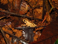 Craugastor crassidigitus