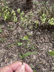 Senecio picridioides