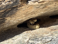 Crotalus molossus molossus