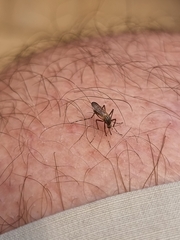 Aedes vittiger