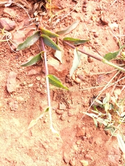 Urochloa serrata
