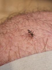 Aedes vittiger