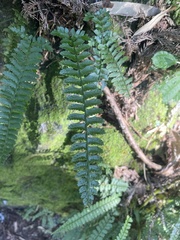 Polystichum hancockii