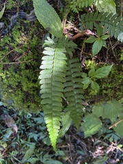 Polystichum hancockii