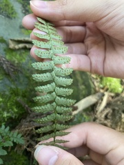 Polystichum hancockii
