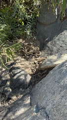 Crotalus molossus molossus